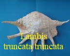 Lambis truncata truncata, Lightfoot 1786